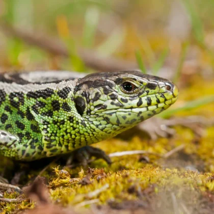Pärnus Raekülas algavad tööd kivisisaliku elupaiga laiendamiseks