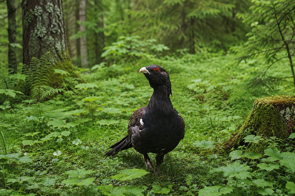 metsis_Rail_Baltica