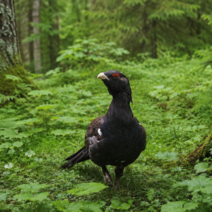 metsis_Rail_Baltica